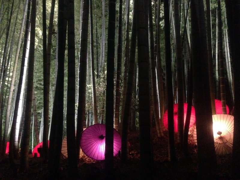 A Japanese umbrella light display scattered in the bamboo forest